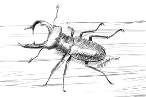 Stage beetle cerf volant insecte