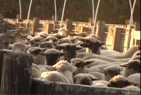 Idaho sheep rancher Henry Etcheverry ships his sheep to market.