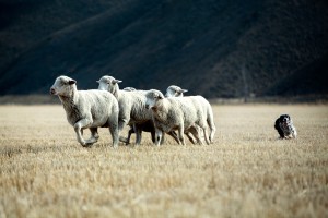 Sheepdog trials at the festival